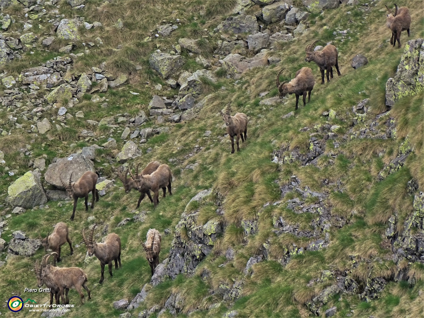 40 Tra Bocchetta di Val Pianella e Bocca di Trona tanti stambecchi maschi adulti.JPG